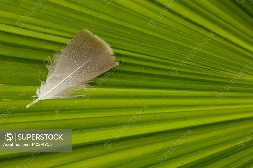 Palm leaf and feather, Lowlands of Western Ecuador