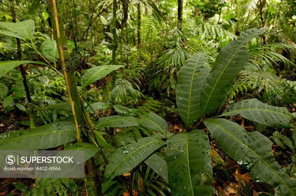 Rain Forest Understory, Yasuni National Park Biosphere Reserve, Amazon, Ecuador
