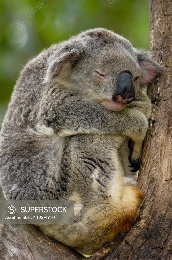 Koala, Lone Pine Koala Sanctuary, Brisbane, Queensland. Australia