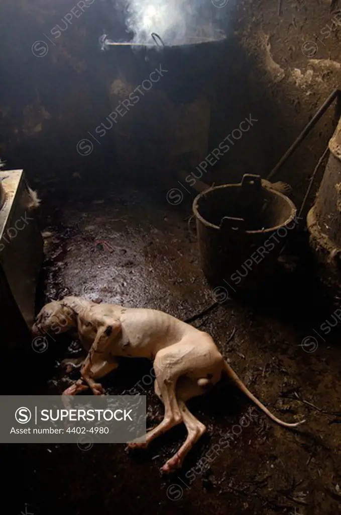 Butchered dog for eating.  Yuanyang, Honghe Prefecture, Yunnan Province, China