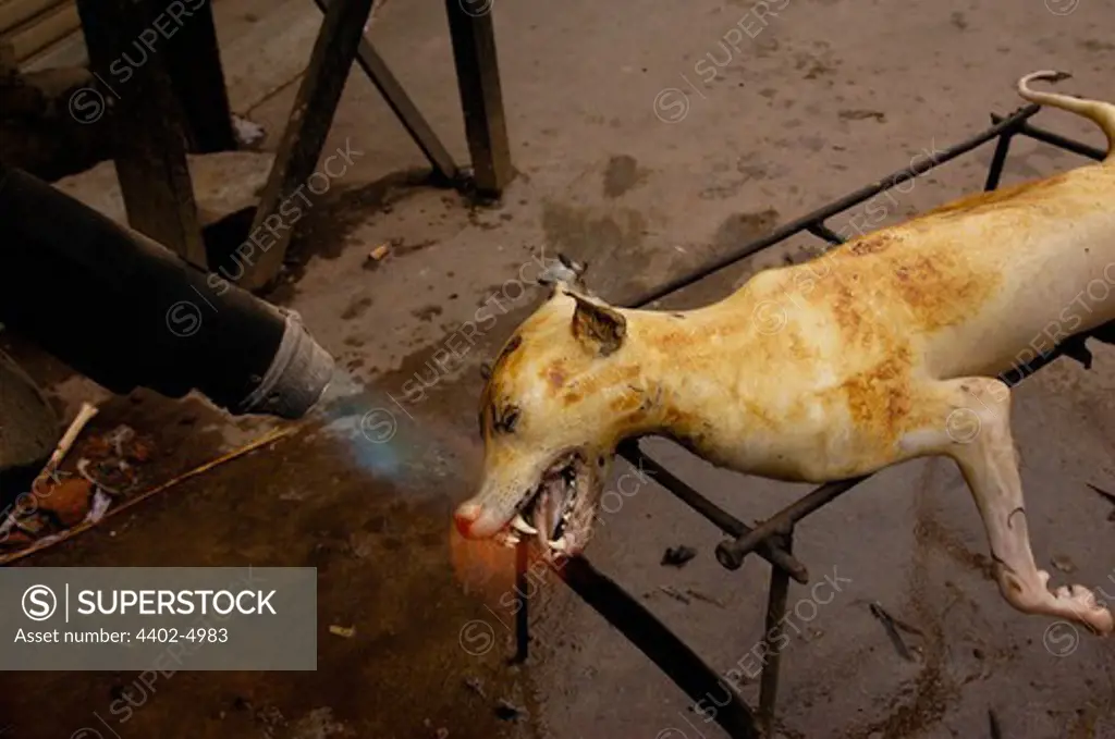 Butchered dog for eating.  Yuanyang, Honghe Prefecture, Yunnan Province, China