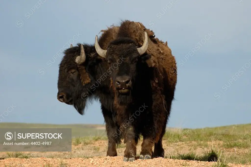 Male American Bison Buffalo, Durham Ranch, Campbell County, Wyoming, USA