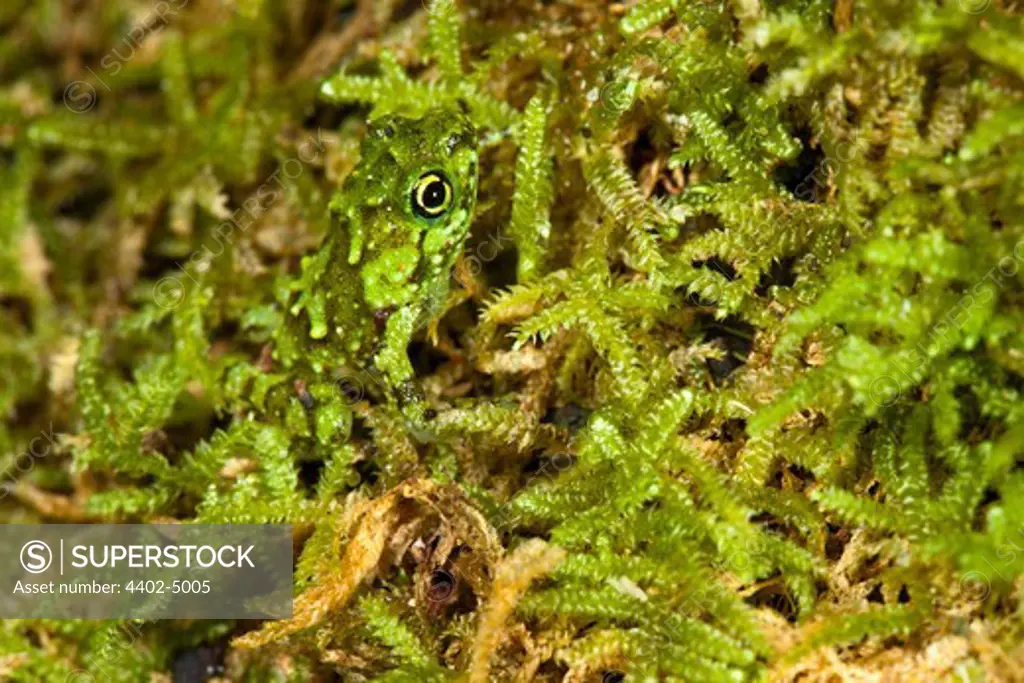 Platypelis grandis juvenile frog camouflaged against moss. Masoala Peninsula National Park, Madagascar