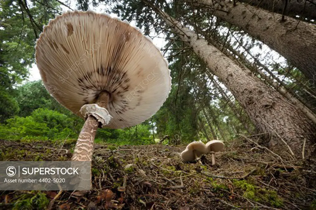 Parasol mushrooms in pine woods, Tirol, Austrian Alps.
