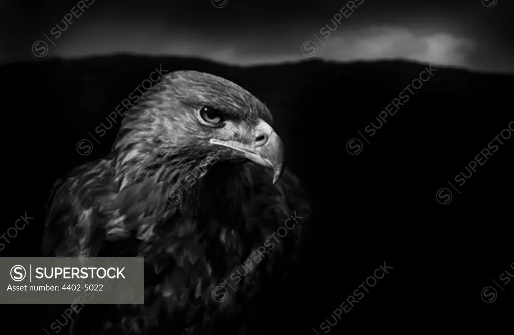 Golden Eagle male, black and white image. Captive bird, UK.