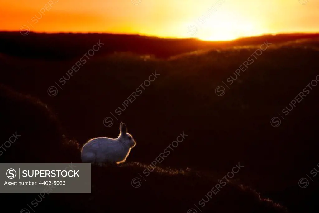 Mountain Hare at sunset with white coat that it develops during the winter. Kinder Scout, Peak District National Park, Derbyshire