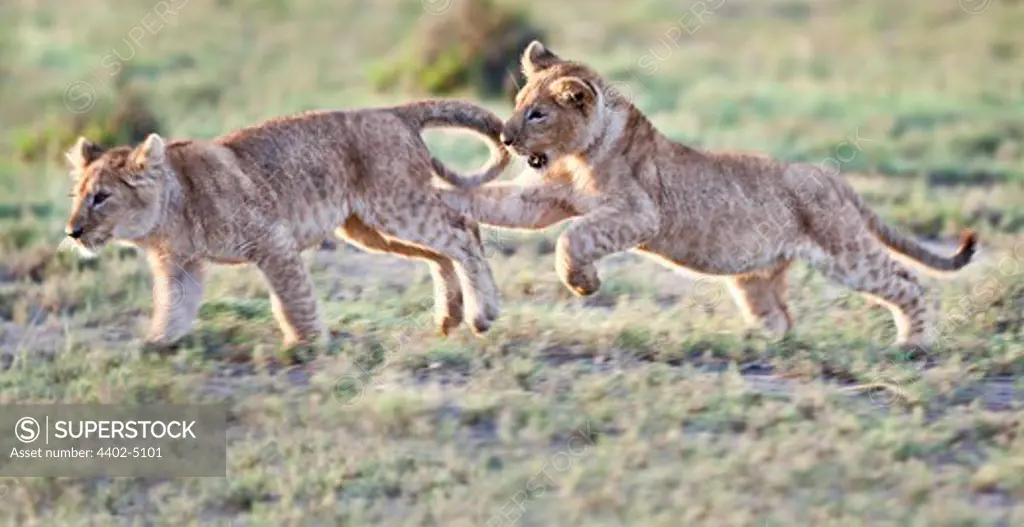 African Lion cubs, around 4 months old, playing together, Big Marsh, Serengeti, Tanzania