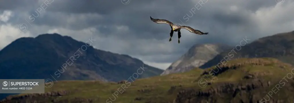 Male White-tailed Sea Eagle swooping over Loch Na Keal, with Ben More in the background, Isle of Mull, Scotland