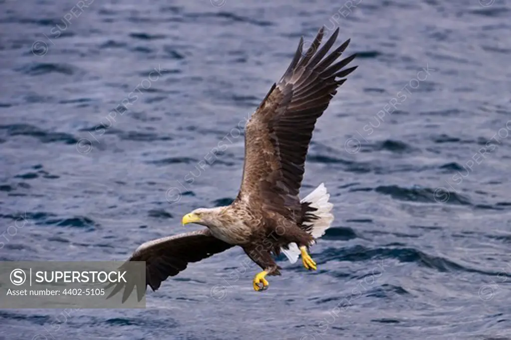 Male White-tailed Sea Eagle swooping to take a fish from the water's surface, Loch Na Keal, Isle of Mull, Scotland (baited)
