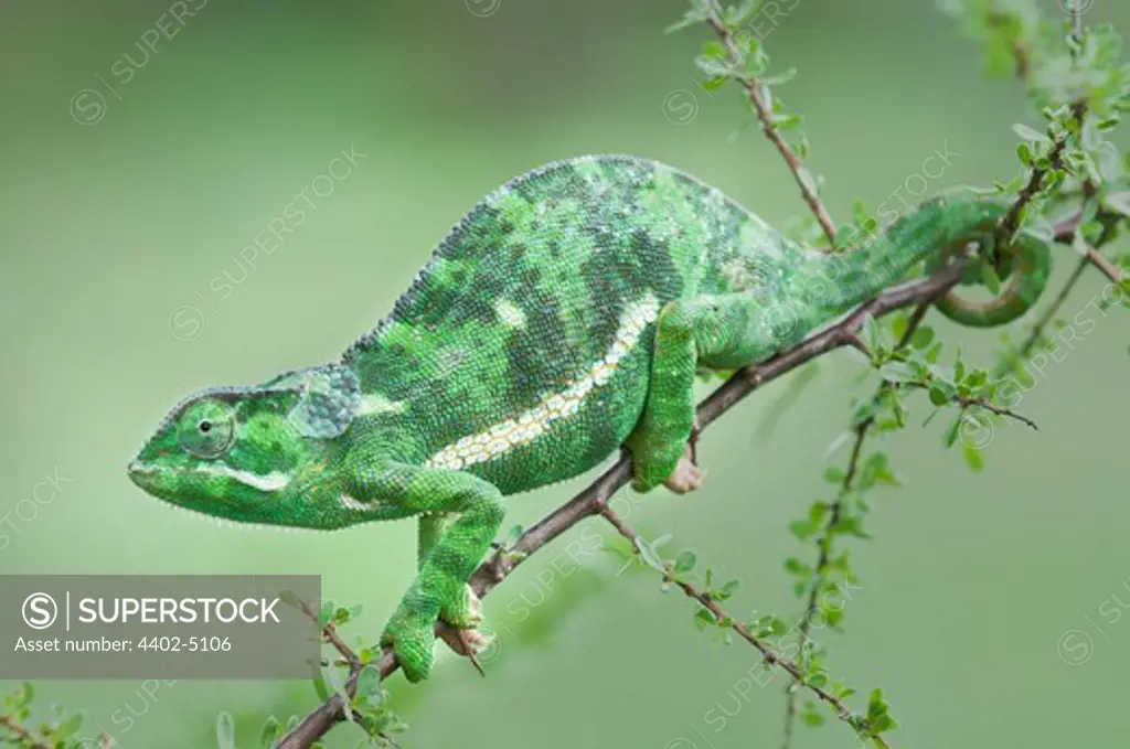 Adult Flap-necked Chameleon on Acacia bush, Ndutu Safari Lodge, Ngorongoro Conservation Area, Tanzania.
