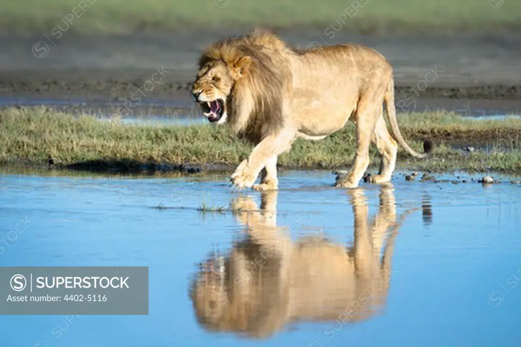 Male African Lion showing reflection at Big Marsh, Ndutu, Serengeti, Tanzania
