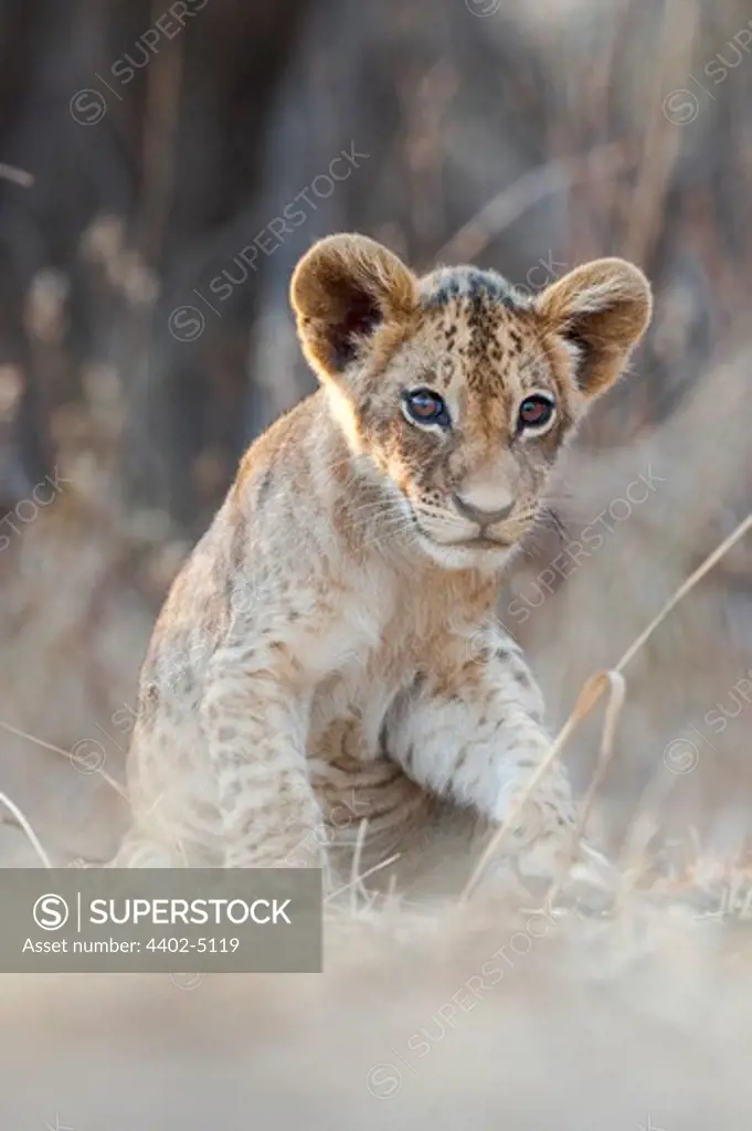 African Lion cubs, approx 3 months old, South Luangwa National Park, Zambia