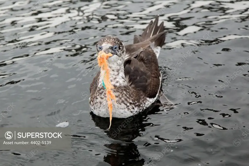Gannet juvenile with nylon fishing net material blocking the beak, Norway