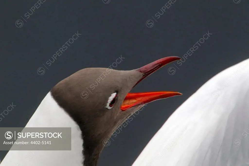 Black-headed gull study, spring, Norway