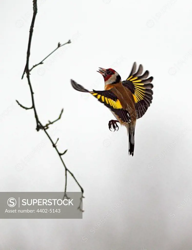 Goldfinch flying at feeding station, Sweden, winter