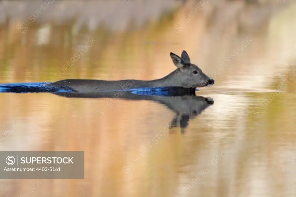 Roe deer swimming over lake, spring, Norway