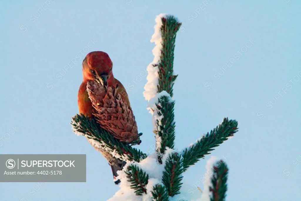 Crossbill with spruce cone, in mountain forest, Norway