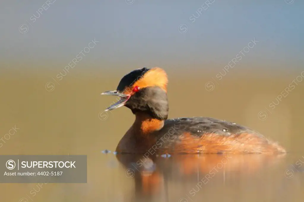 Horned/Slavonian grebe on water surface, Northern Norway