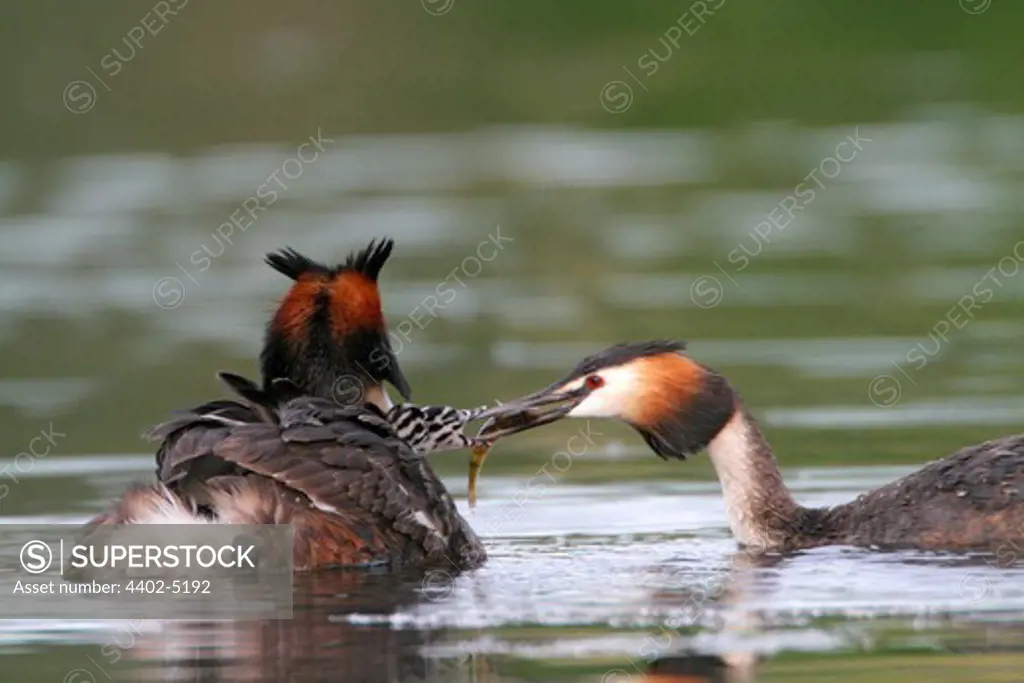 Great crested grebe feeding young, spring, Norway