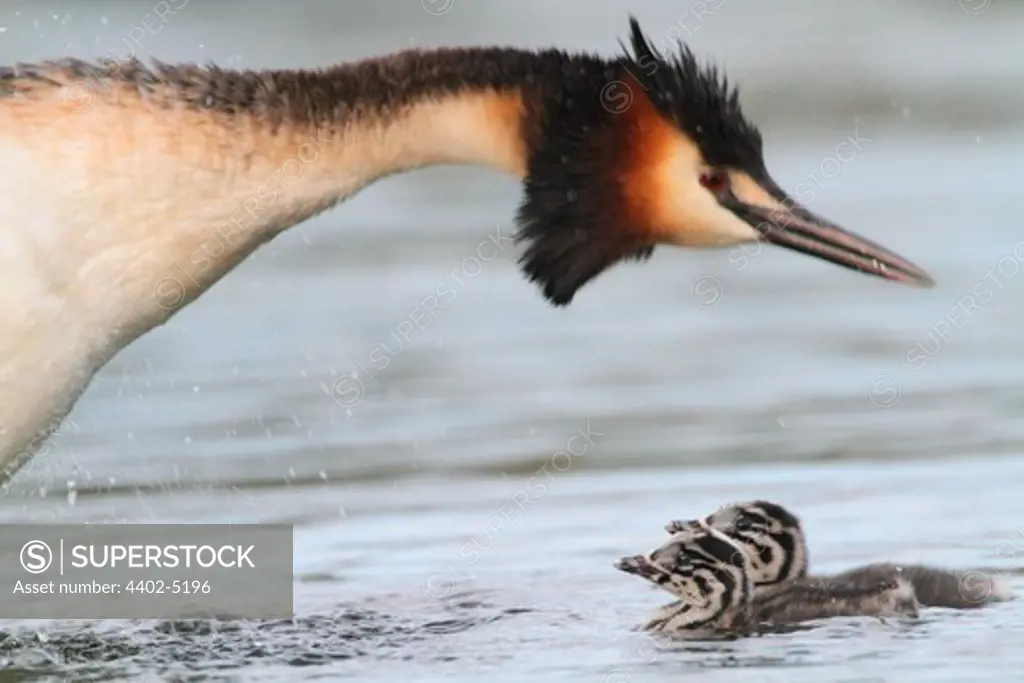 Great crested grebe with young, Norway