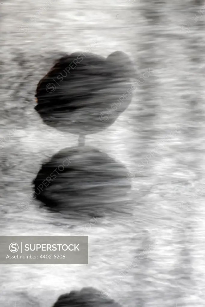 Coot sitting at water surface, reflected, slow shutter, Norway