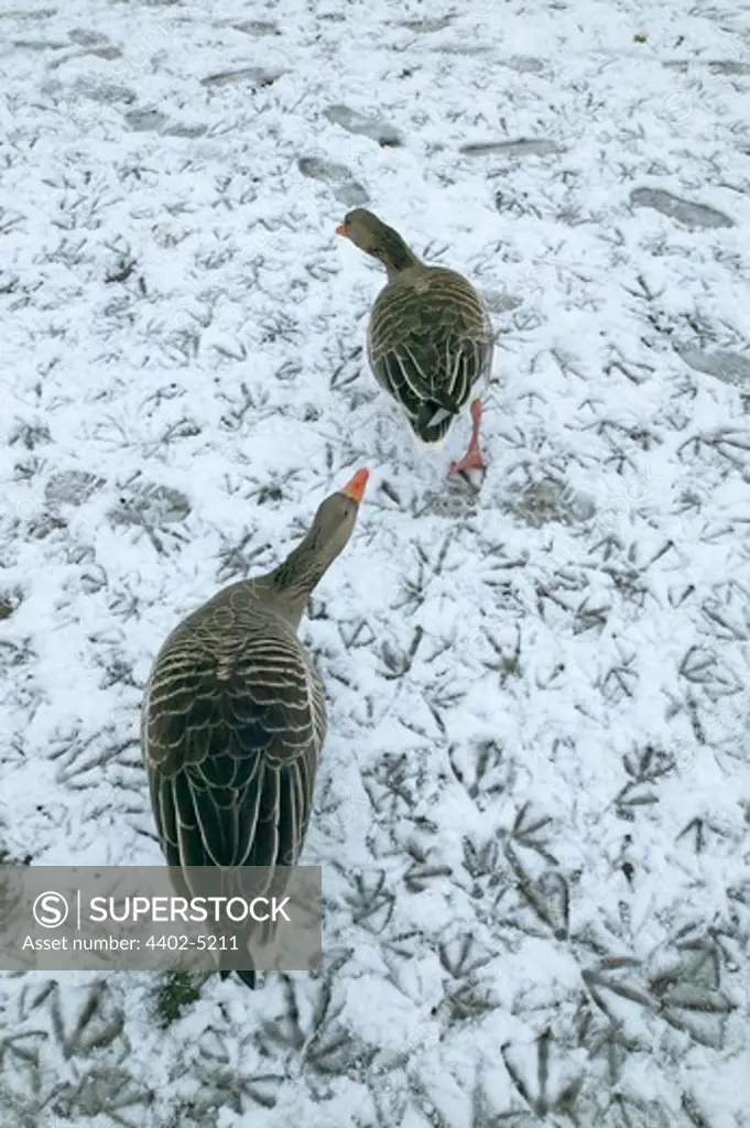 Greylag geese running on snow-covered, Norway