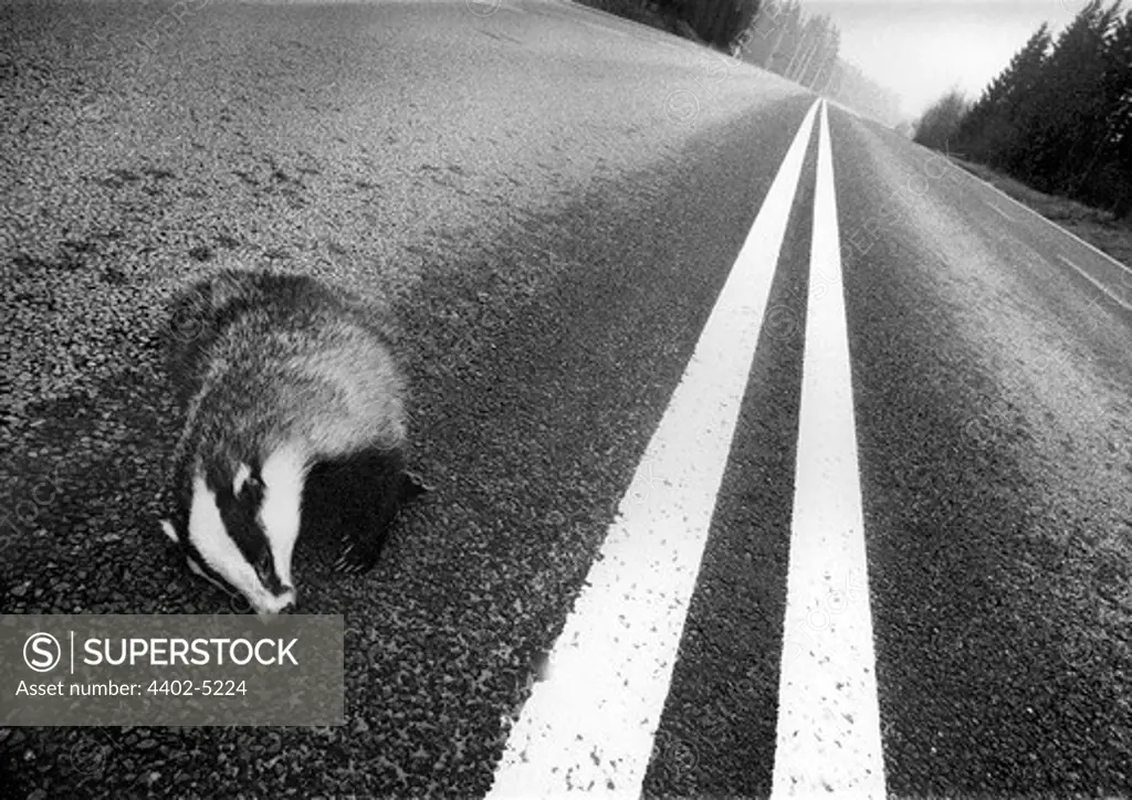 Stripes, road-killed badger at double road lines, Sweden