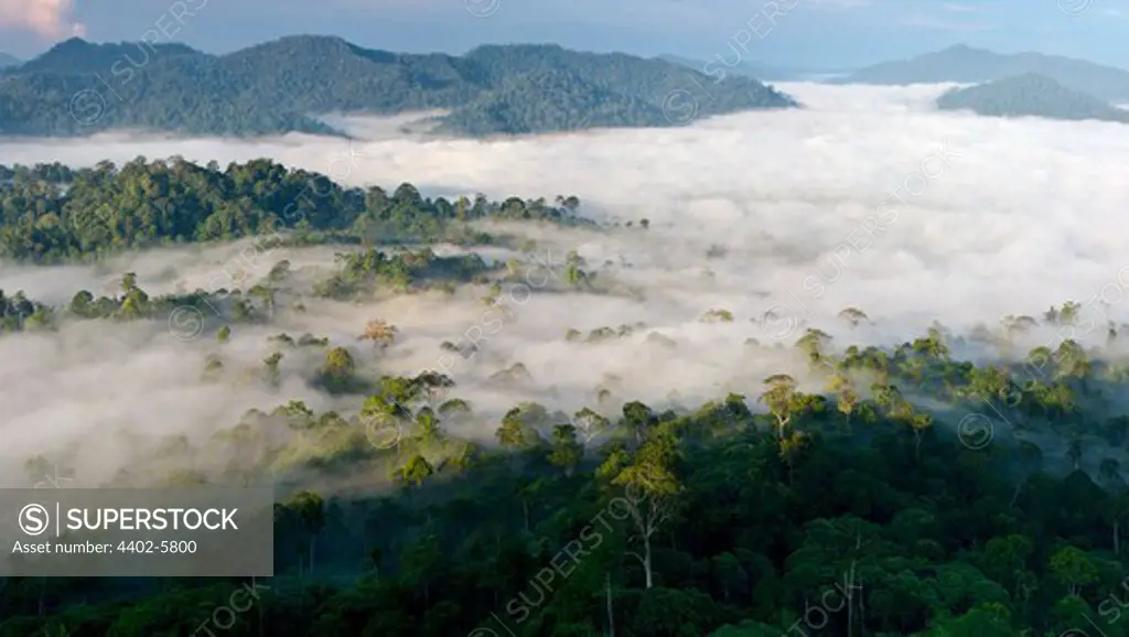 Mist hanging over Lowland Dipterocarp Rainforest just after sunrise. Danum Valley Conservation Area, Sabah, Borneo.