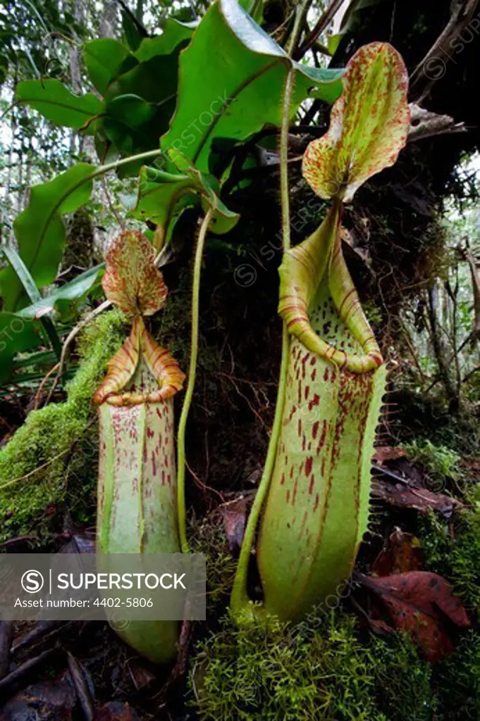 Large pitchers of natural hybrid Pitcher Plant. Montane mossy heath forest (kerangas), southern plateau, Maliau Basin, Borneo