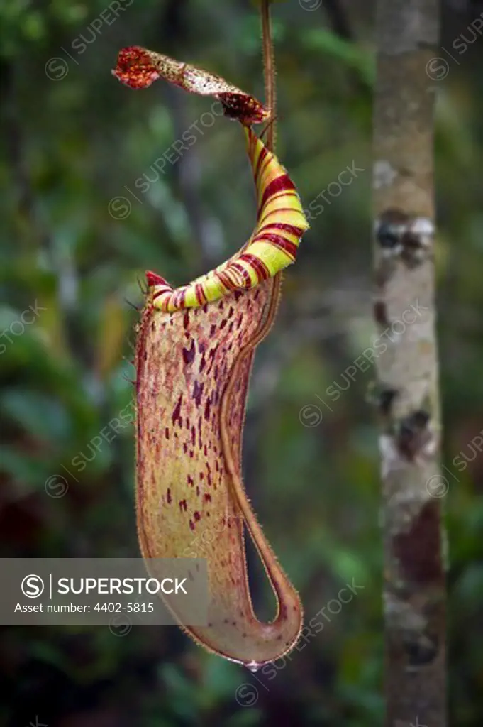 Large aerial pitcher of natural hybrid Pitcher Plant. Montane mossy heath forest or 'kerangas', Maliau Basin, Borneo