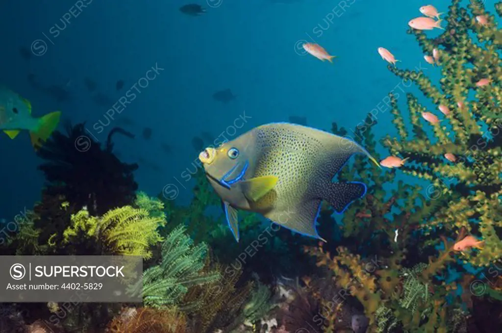 Semicircle angelfish, Indonesia, Indo-Pacific.