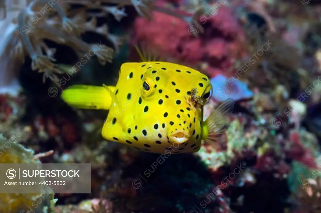 Yellow boxfish, juvenile. Rinca, Komodo National Park, Indonesia.