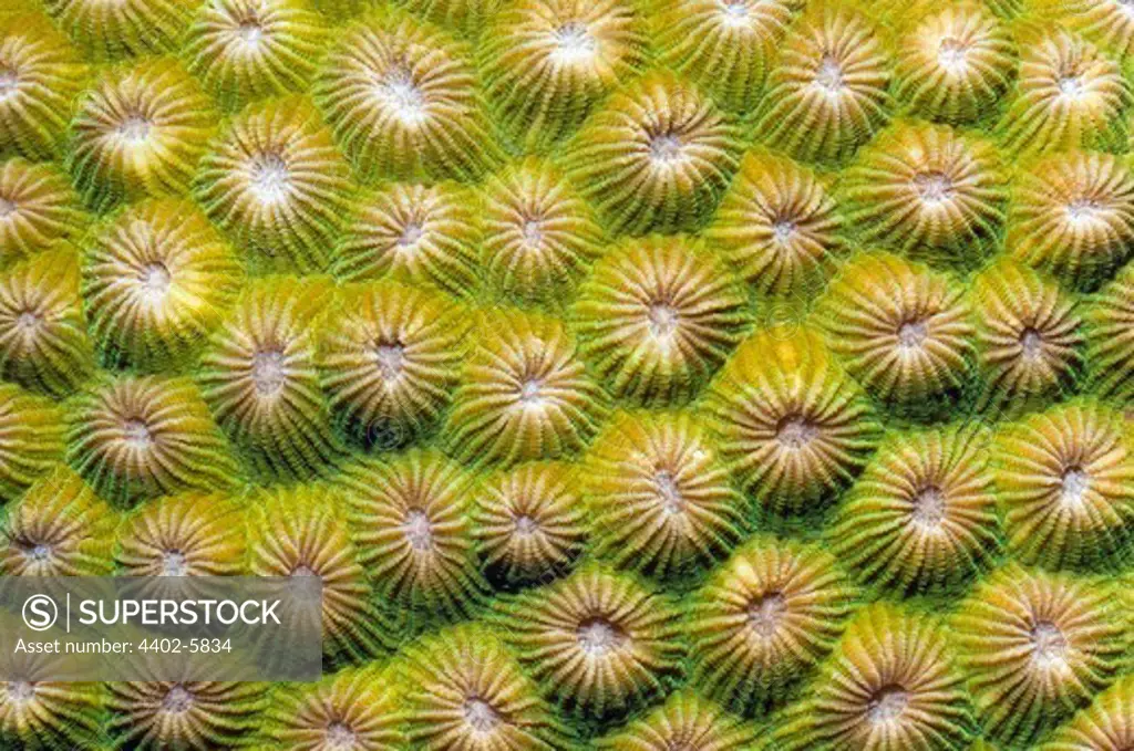 Stony coral. Family Faviidae. Rinca, Komodo National Park, Indonesia.