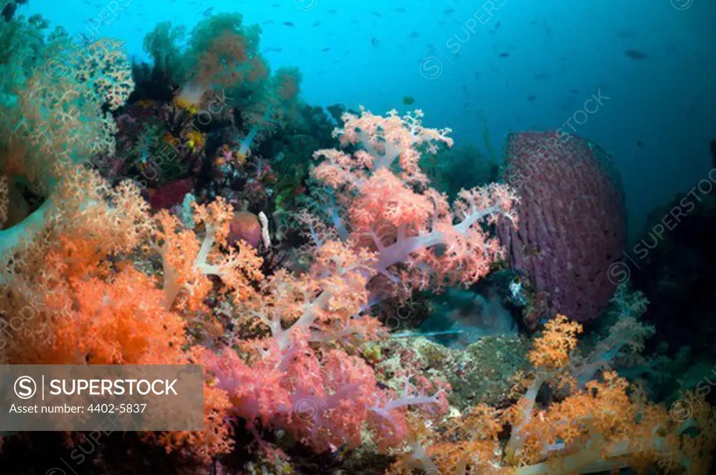 Soft corals and Barrel sponge on coral reef. Rinca, Komodo National Park, Indonesia.