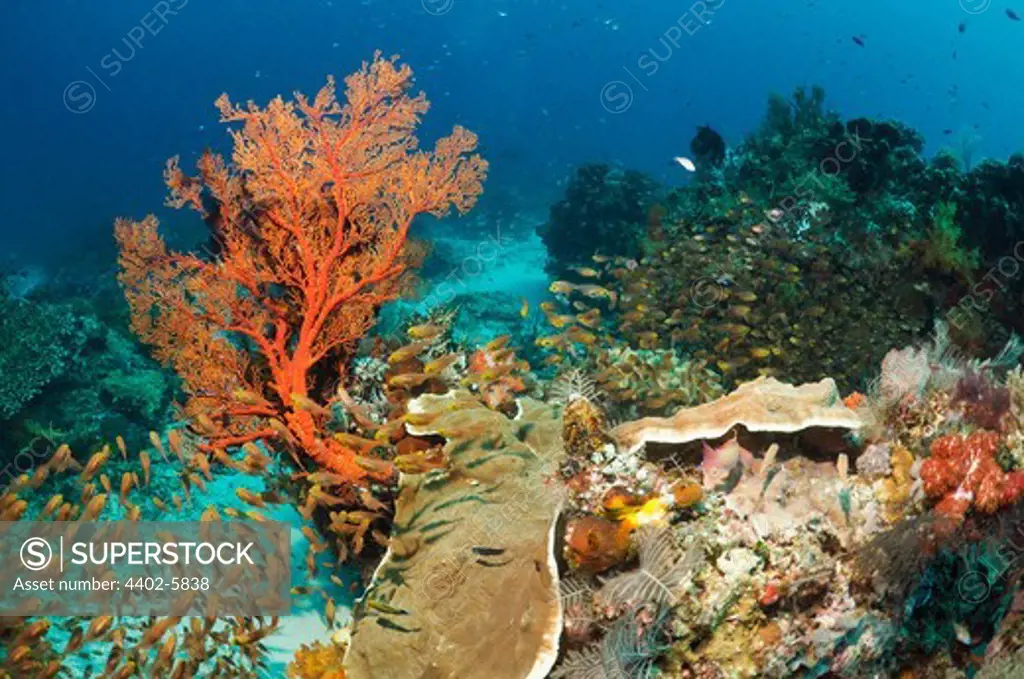 Coral reef with Sweepers and gorgonian. Komodo National Park, Indonesia.
