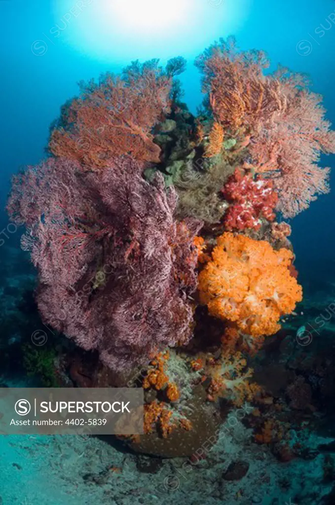 Coral reef with gorgonians and soft corals. Komodo National Park, Indonesia.