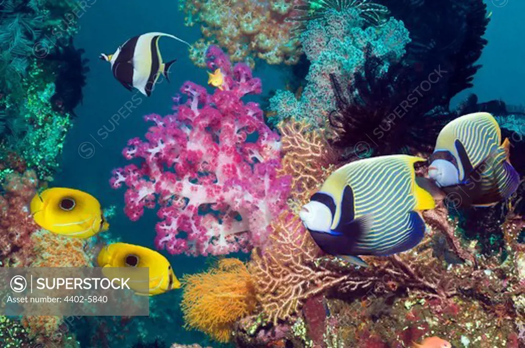 Emperor angelfish, Ovalspot butterflyfish and a Moorish idol swimming over coral reef with soft corals. Bali, Indonesia.