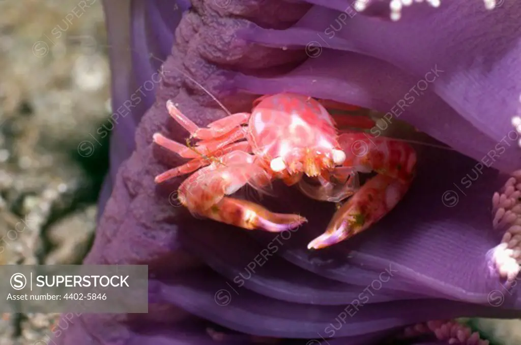Pen (Porcelain) crab perched in Sea pen where it is filter feeding. Rinca, Indonesia.