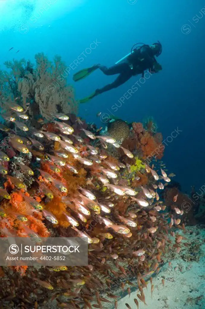 Scuba diver with sweepers, Komodo National Park, Indonesia.
