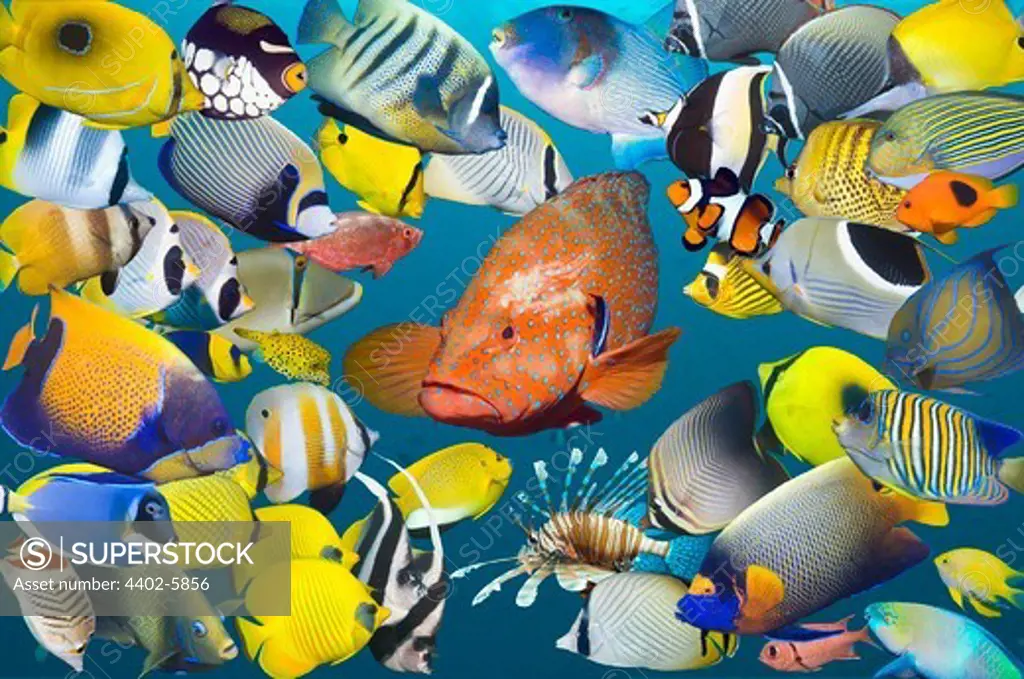 Montage of colourful tropical reef fish, with a Coral hind in centre.