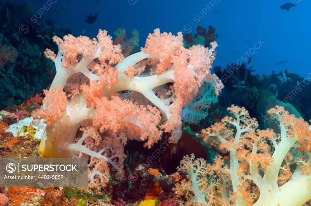 Tree coral, Rinca, Komodo National Park, Indonesia.
