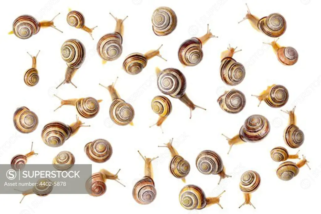 Brown lipped snails photographed on a white background. Digital composite, all snails pictured are different individuals. Peak District National Park, Derbyshire, UK. April