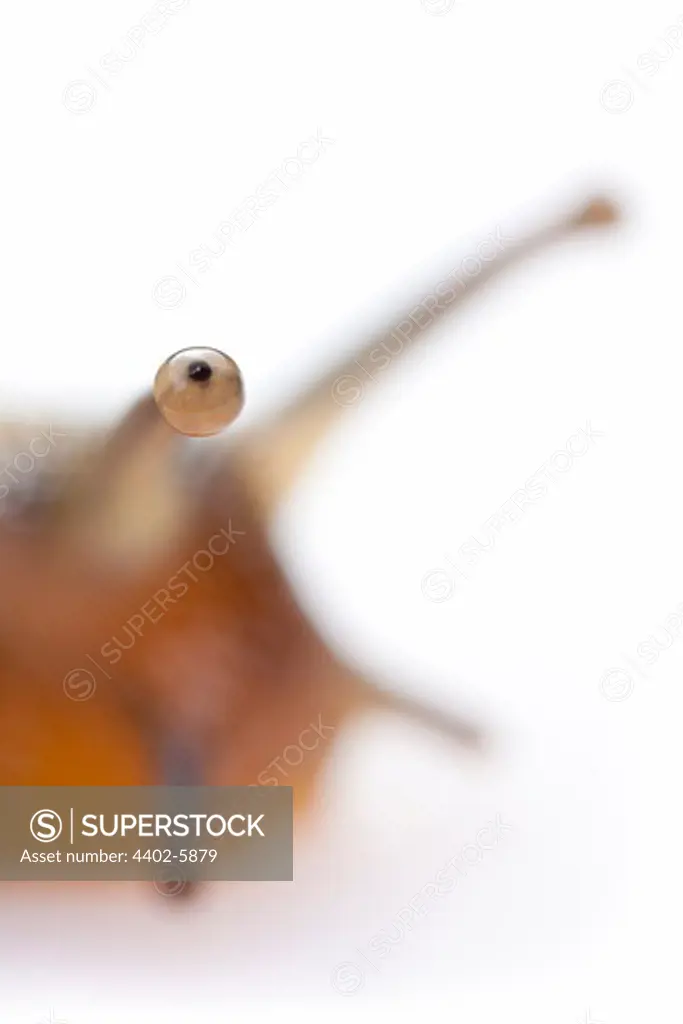 Brown lipped snail photographed on a white background. Peak District National Park, Derbyshire, UK. April