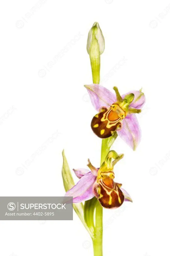 Bee orchid in flower, photographed against a white background. Peak District National Park, Derbyshire, UK. June.