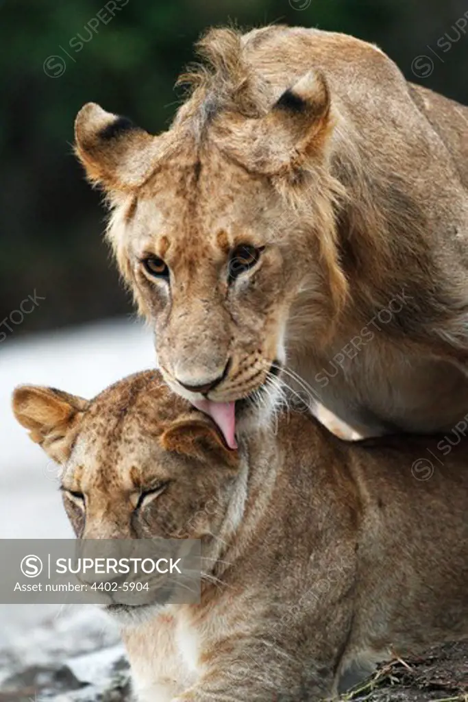 Young lion couple, Mara Naboisho, Kenya