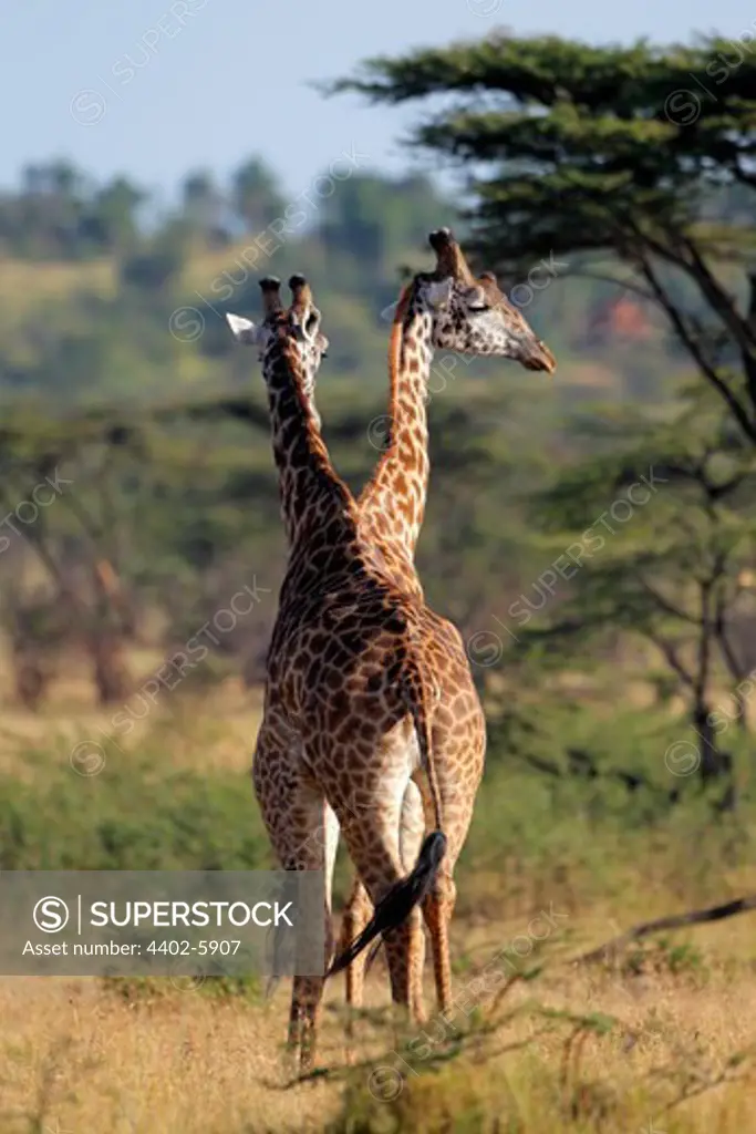 Two giraffes, "double view", Mara Naboisho, Kenya