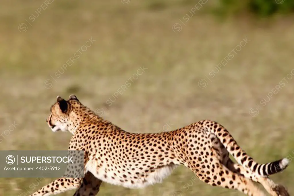 Running cheetah, Masai Mara, Kenya
