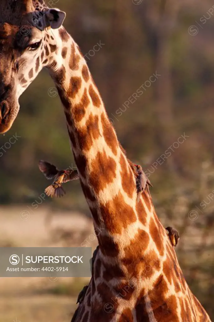 Red-billed oxpeckers feeding on giraffe's neck, Mara Naboisho, Kenya