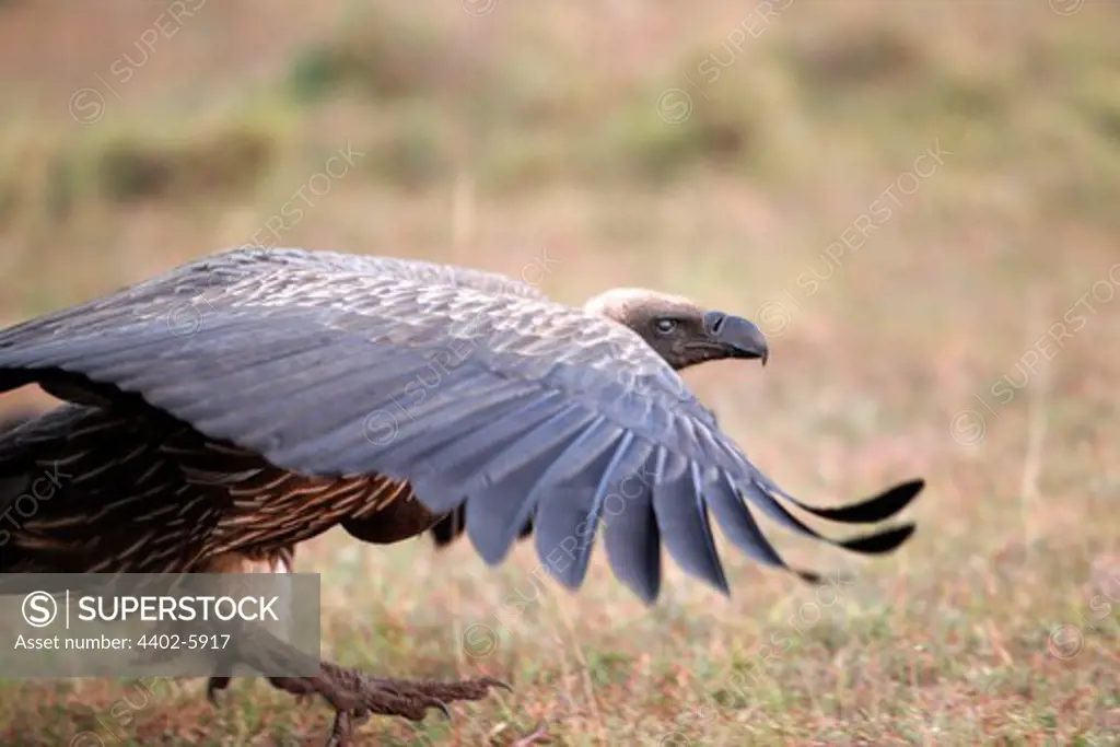 White-backed vulture, Mara Naboisho, Kenya