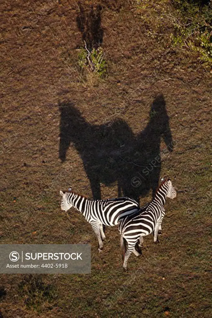 Aerial view of zebras and shadows, Masai Mara, Kenya, February